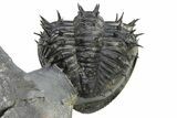 Enrolled Spiny Drotops Armatus Trilobite - Morocco #325666-6